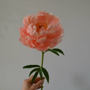 Pivoine